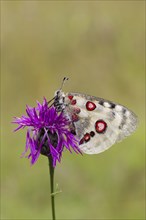 Apollo butterfly, Parnassius apollo, mountain Apollo