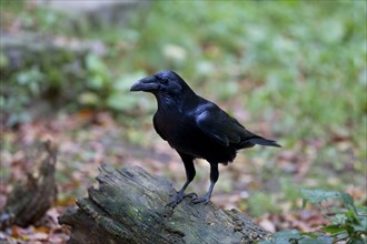 Common Raven, Corvus corax, Common Raven