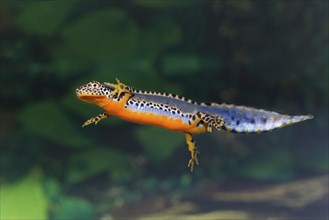 Alpine newt, Triturus alpestris, alpine newt