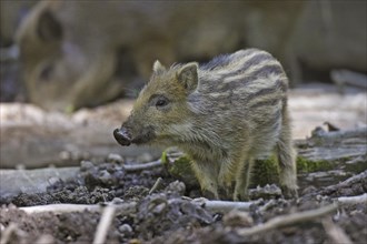 Wild boar, Sus scrofa, wild boar