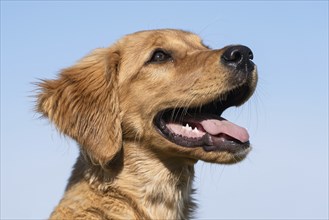 Portrait of a female Golden Retriever (14 weeks)