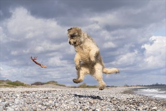 With a dog on the Baltic Sea beach