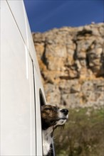 Brown dog looking out of a window of a camper van with a rock landscape on the background