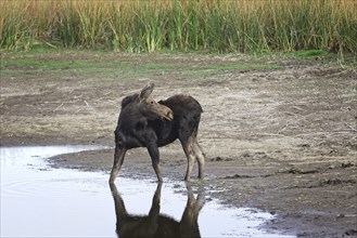 A female moose is at a small drying out pond at the Turnbull Wildlife Refuge near Cheney,