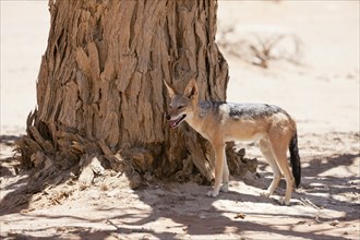 Black-backed Jackal, Lupulella mesomelas, Namib Naukluft Park, Namibia, Africa