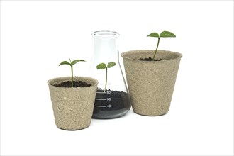 Biodegradable cups containing soil and sprouts are placed near conical glass flask, also filled