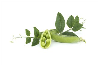 Fresh green peas, pea pods with green leaves and open pea pod in close up isolated on white