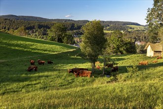 Highland cattle, Kyloe, Highlands, on the pasture, Hinterzarten, Baden-Württemberg, Black Forest,