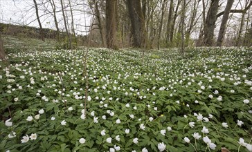 Wood anemone, Anemone nemorosa, wood anemone