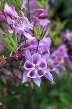 Close up image of pretty pink Columbine flowers