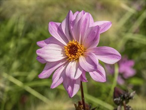 Single pale pink flower with yellow centre against the green background of a summer garden, Bad