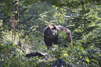 Brown bear, Ursus arctos, brown bear