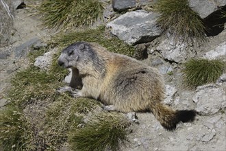 Alpine marmot, Marmota marmota, alpine marmot