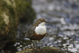 White-throated Dipper, Cinclus cinclus, white-throated dipper