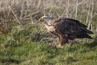 Seeadler, Haliaeetus albicilla, white-tailed eagle