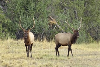 Two large bull elk stand in a grassy field in western Montana