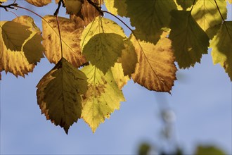 An abstract view of autumn leaves against a blue sky at Cannon Hill Park in Spokane, Washington USA