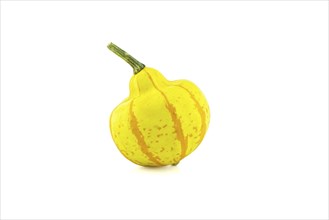 One whole yellow decorative pumpkin isolated on white background