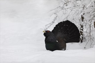 Auerhahn, Tetrao urogallus, wood grouse