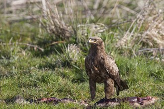 Lesser spotted eagle, Aquila pomarina, lesser spotted eagle