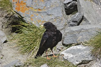 Alpine chough, Pyrrhocorax graculus, Alpine chough