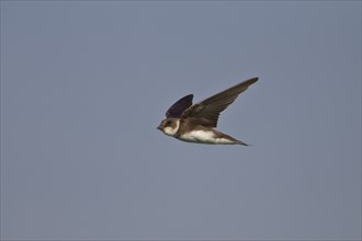 Sand martin, Riparia riparia, sand martin