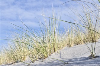 Dune on the beach of the Baltic Sea with dune grass. White sandy beach on the coast. Blue sky.