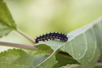 Small emperor moth, caterpillar, Saturnia pavonia, small emperor moth, caterpillar