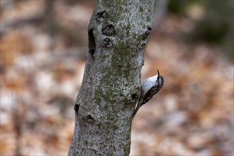 The smallest woodpecker in North America