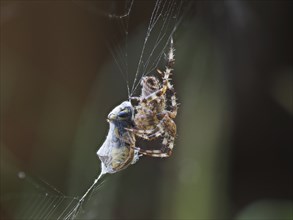 European garden spider (Araneus diadematus) with a prey wasp, Leoben, Styria, Austria, Europe