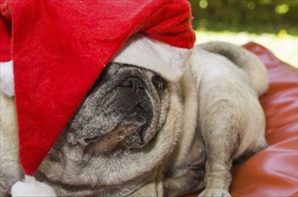 Merry Christmas, gorgeous pug breed dog with Santa Claus hat, closeup, portrait, old dog