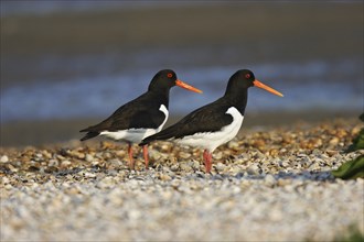 Oystercatcher, Haematopus ostralegus, Eurasian oystercatcher