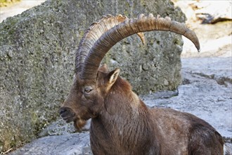 Alpine ibex, Capra ibex, Alpine ibex