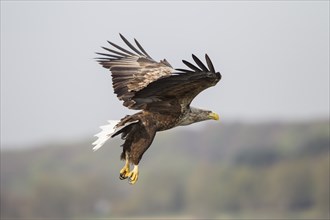 Seeadler, Haliaeetus albicilla, white-tailed eagle