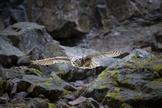 Virginia-Uhu, Bubo virginianus, great horned owl