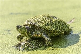 Water turtle covered with duckweed sitting on a stone in a lake