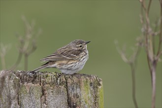 Meadow pipit, Anthus pratensis, meadow pipit