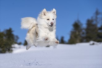 Jumping Icelandic dog in the snow