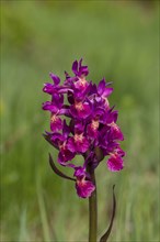 Elder-flowered orchid, Dactylorhiza sambucina, elder-flowered orchid