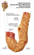 Renal Corpuscle and the filtration membrane. Glomerular capillary surrounded by podocytes