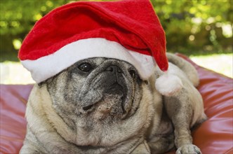 Merry Christmas, gorgeous pug breed dog with Santa Claus hat, closeup, portrait, old dog