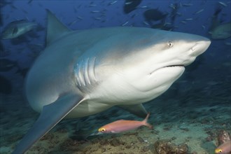 Bull shark, Carcharhinus leucas, Beqa Lagoon, Viti Levu, Fiji, Oceania