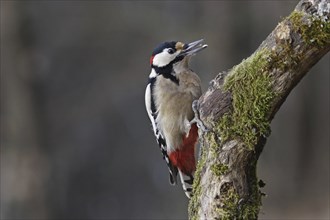 Great spotted woodpecker, male, Dendrocopos major, Syn Picoides major, great spotted woodpecker,