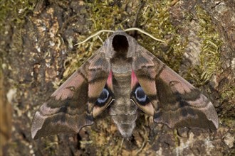 Evening peacock-eye, Smerinthus ocellata, eyed hawk-moth