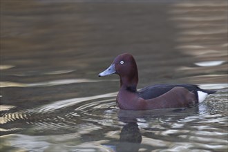 Moorente, Aythya nyroca, ferruginous duck