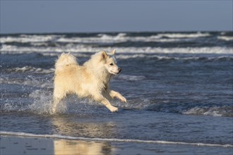 Icelandic dog, photographed on the beach of Lakolk on Rømø Denmark