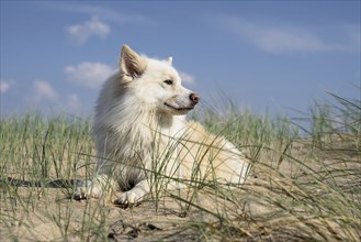 Icelandic dog, photographed in the dunes of Lakolk on Rømø Denmark