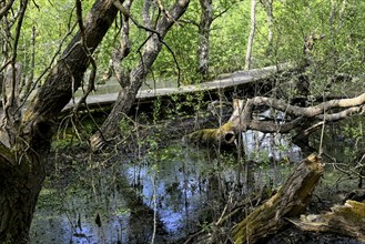 Boardwalk in the quarry forest at Vogelkoje Meeram, Amrum, North Frisian Island, North Frisia,