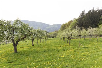 Orchards, orchards