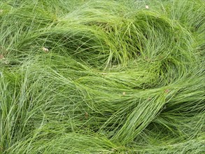 Quaking grass Sedge